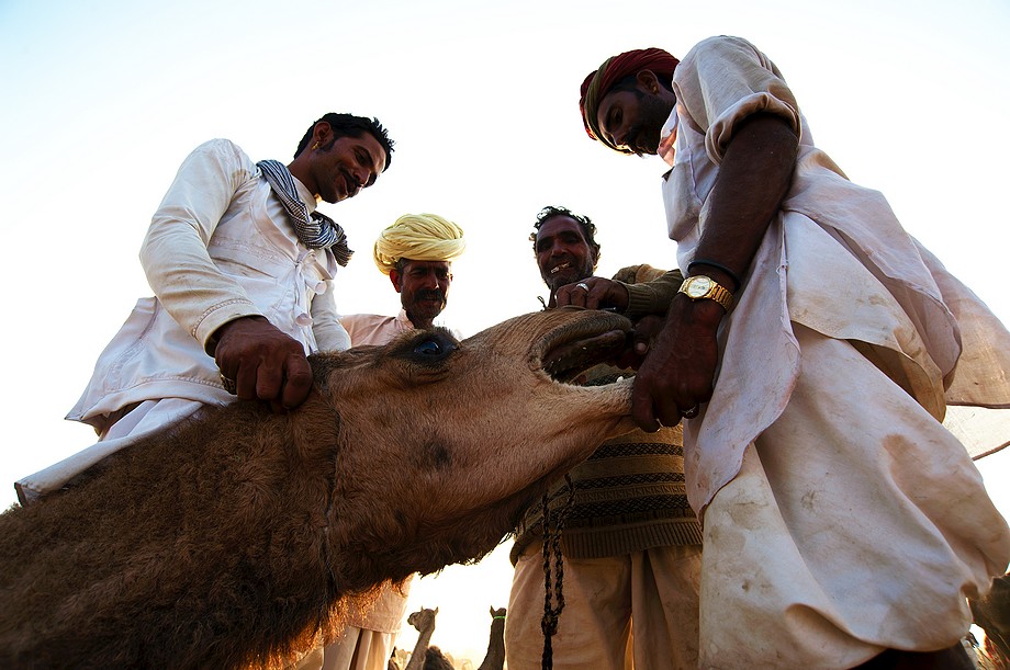 Kolczykowanie wielbłąda (Pushkar Camel Fair)
